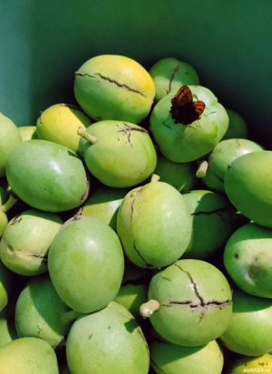 nuci verzi cum miezul de nucă verde 100% bio deosebit de mari - imagine 2