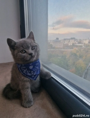 Pui de pisica british shorthair blue, rasa pura, complet sănătoși - imagine 2