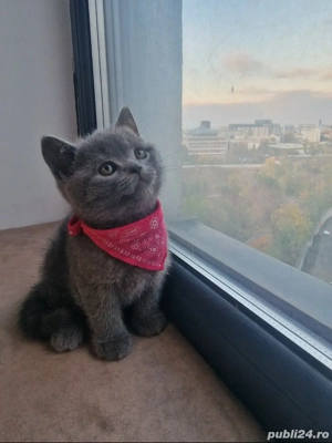 Pui de pisica british shorthair blue, rasa pura, complet sănătoși - imagine 3