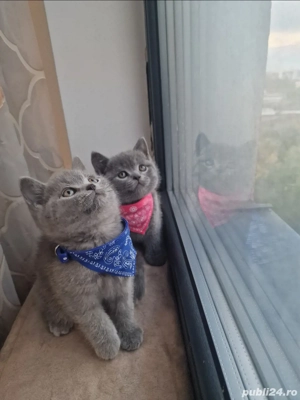 Pui de pisica british shorthair blue, rasa pura, complet sănătoși - imagine 5