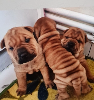 Shar pei cu pedigree  - imagine 4