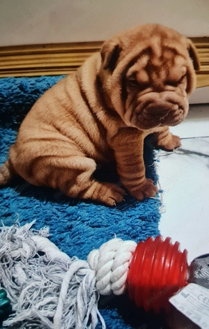 Shar pei cu pedigree  - imagine 2