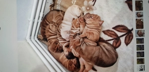 Shar pei cu pedigree  - imagine 3