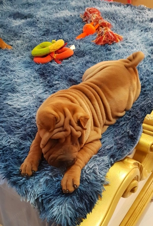 Shar pei cu pedigree 