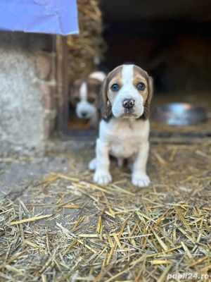 vând căței Beagle - imagine 3