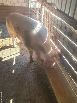 Vând porc aproximativ 250 kg.