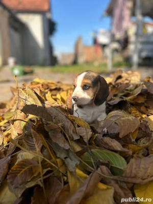 vând căței Beagle - imagine 2