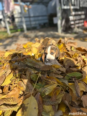 vând căței Beagle - imagine 4