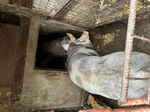 Porci de carne pentru Crăciun  - imagine 4