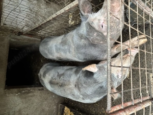 Porci de carne pentru Crăciun  - imagine 2