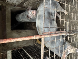 Porci de carne pentru Crăciun  - imagine 5