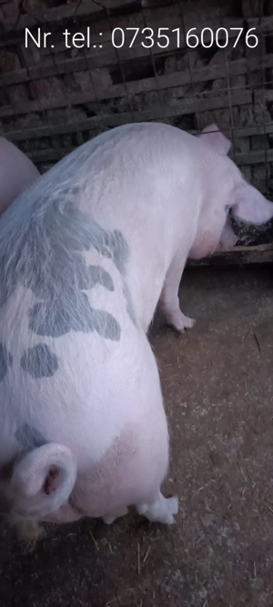Porc de vânzare - imagine 3