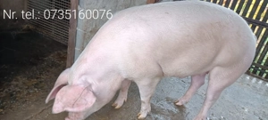 Porc de vânzare - imagine 2
