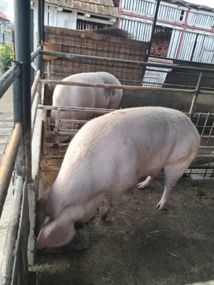 de vânzare două scroafe 270..250 kg ofer transport 