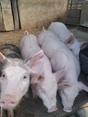 de vânzare 3 masculi 30 kg rasă marele alb și petrean  - imagine 2