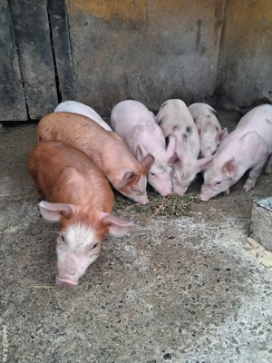 de vânzare 8 purcei de 6 săptămâni 