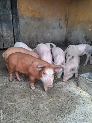 de vânzare 8 purcei de 6 săptămâni  - imagine 2