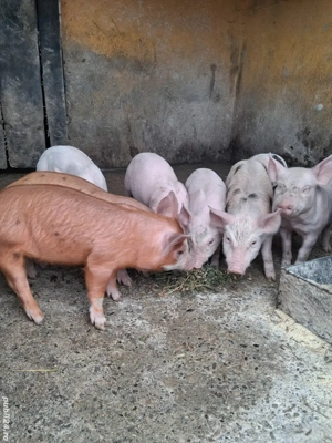 de vânzare 8 purcei de 6 săptămâni  - imagine 3