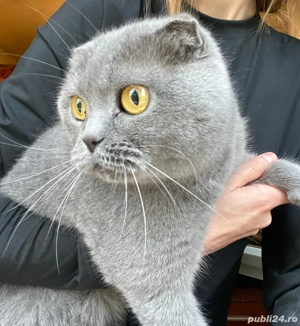 Femela scottish fold