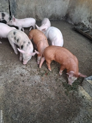de vânzare 8 purcei de 6 săptămâni  - imagine 5
