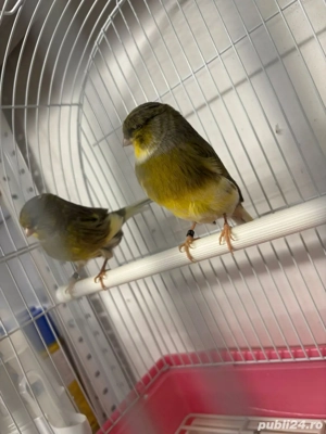 Canari glosteri - imagine 3