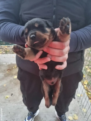 Puiuti de Rottweiler - imagine 5