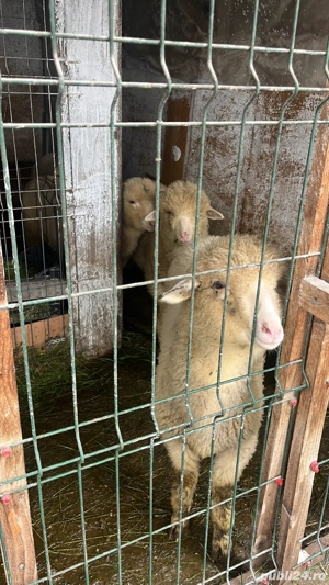 Vând mielute Turcane  - imagine 2