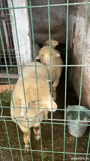 Vând mielute Turcane 