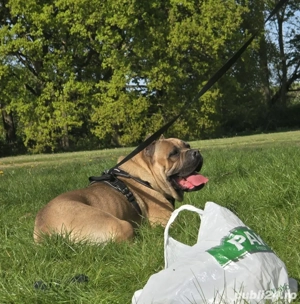 Mascul Cane Corso Formentino cu pedigree FCI, 1,5 ani, Dresat - imagine 2