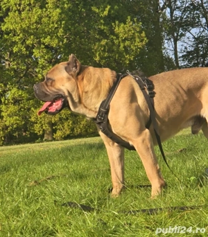 Mascul Cane Corso Formentino cu pedigree FCI, 1,5 ani, Dresat