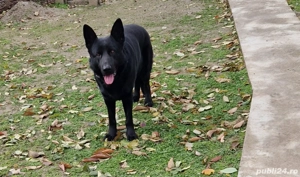 ciobanesc german mascul  - imagine 3