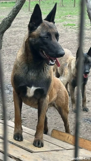 Ciobanesc belgian malinois 