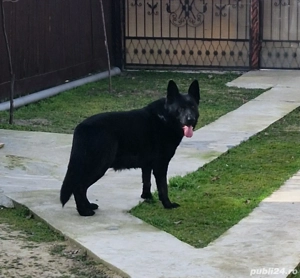 ciobanesc german mascul 