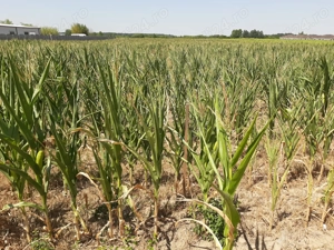 Bucovăț, teren intravilan 6800 mp, front stradal 18 mp, preț 40 euro mp - imagine 2