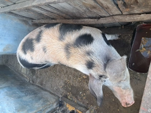 Porc de vanzare - imagine 2