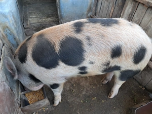 Porc de vanzare - imagine 4