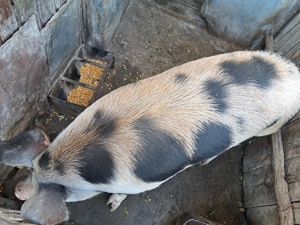 Porc de vanzare - imagine 3