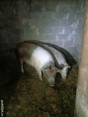 vând porc pentru sacrificat