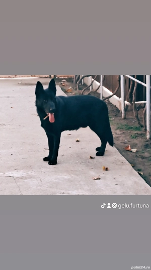 ciobanesc german mascul  - imagine 2