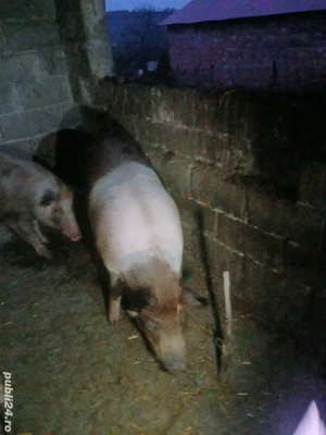 vând porc pentru sacrificat - imagine 2