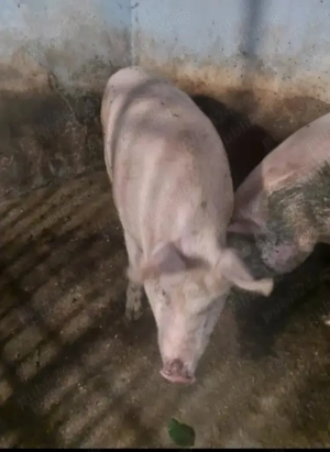 Vând porci  - imagine 3