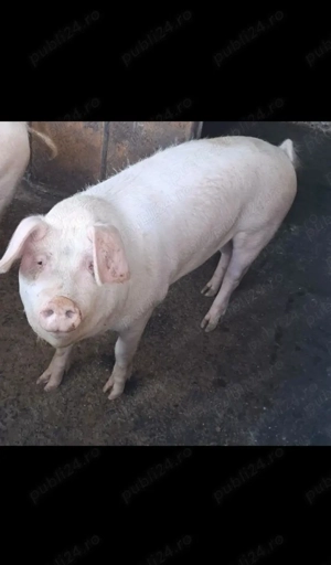 Vând porci  - imagine 4