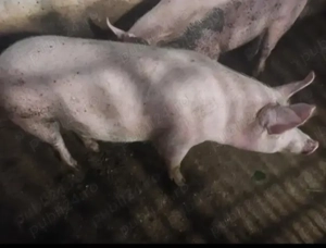 Vând porci  - imagine 2