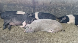 Disponibili  - imagine 2