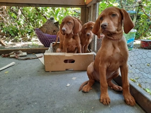  Pui vizsla maghiara de vanzare