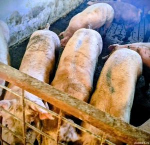 Porci  de carne  - imagine 3