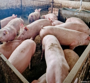 Porci  de carne  - imagine 2