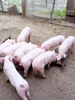 Purcei rasa Landrace ,600 lei - imagine 3