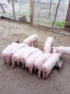 Purcei rasa Landrace ,650 lei