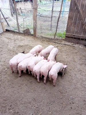 Purcei rasa Landrace ,600 lei - imagine 2